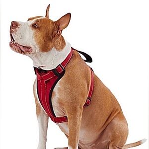 🆕 KONG® MAX Neoprene Padded Dog Harness